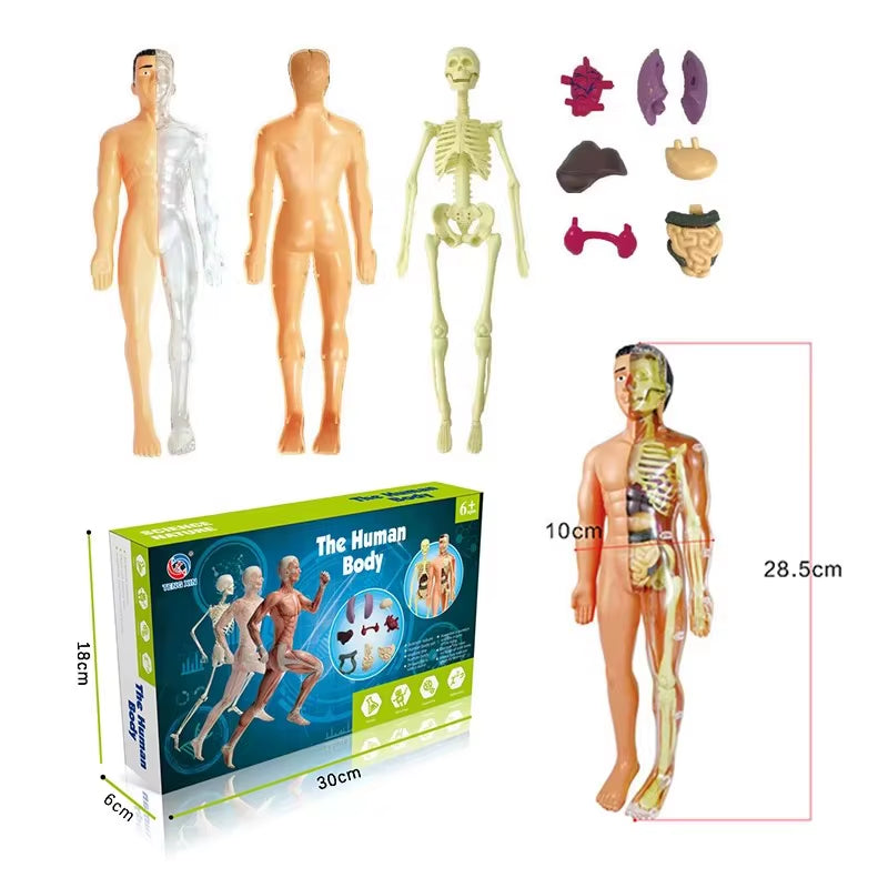 Cuerpo Humano 3D Para Montar - Juguete Educativo De Anatomía Para Niños