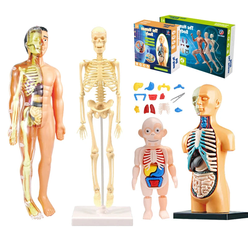 Cuerpo Humano 3D Para Montar - Juguete Educativo De Anatomía Para Niños