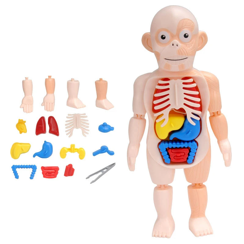 Cuerpo Humano 3D Para Montar - Juguete Educativo De Anatomía Para Niños