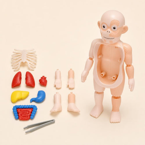 Muñeco de anatomía con todas sus piezas y pinzas