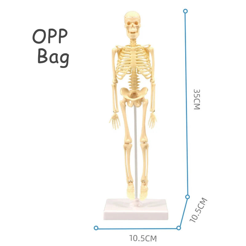 Cuerpo Humano 3D Para Montar - Juguete Educativo De Anatomía Para Niños